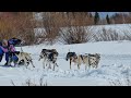 Silverton sled dog race 2024