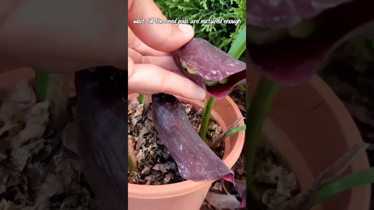 What's inside a calla lily's flower? # 