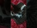 my cat 🐱