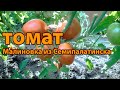 Томат Малиновка из Семипалатинска! Полный обзор сорта