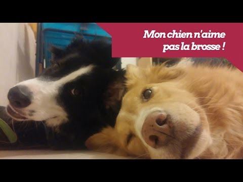 Vidéo: Les 10 races de chiens les plus actives