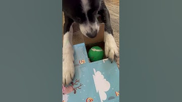 only 12 days until Christmas! ❤️🎄💚 #mrwinston #misswren #elfontheshelf #dogadventcalendar