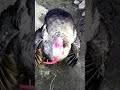 When Music Plays In Your Heart Коли в серці грає музика Ukraine Birds Turkey 
