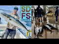 Bluefin Tuna Sportfishing Report Yellowtail Fishing Coronado Islands San Diego May Spring 2024 SDFS