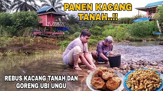 PANEN KACANG TANAH || MASAK REBUS KACANG TANAH & GORENG UBI UNGU