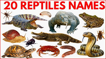 Reptiles and Crawling Animals Name for Kids | Learn 20+ Reptiles & Crawling Animals in English