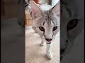 #animals #cat