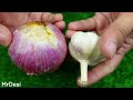 Garlic and onion recipe by mrdesi  yummy and tasty recipe  quick and easy recipe