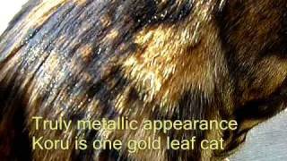 Bengal Cat Glitter Two by Kami White 7,853 views 15 years ago 1 minute