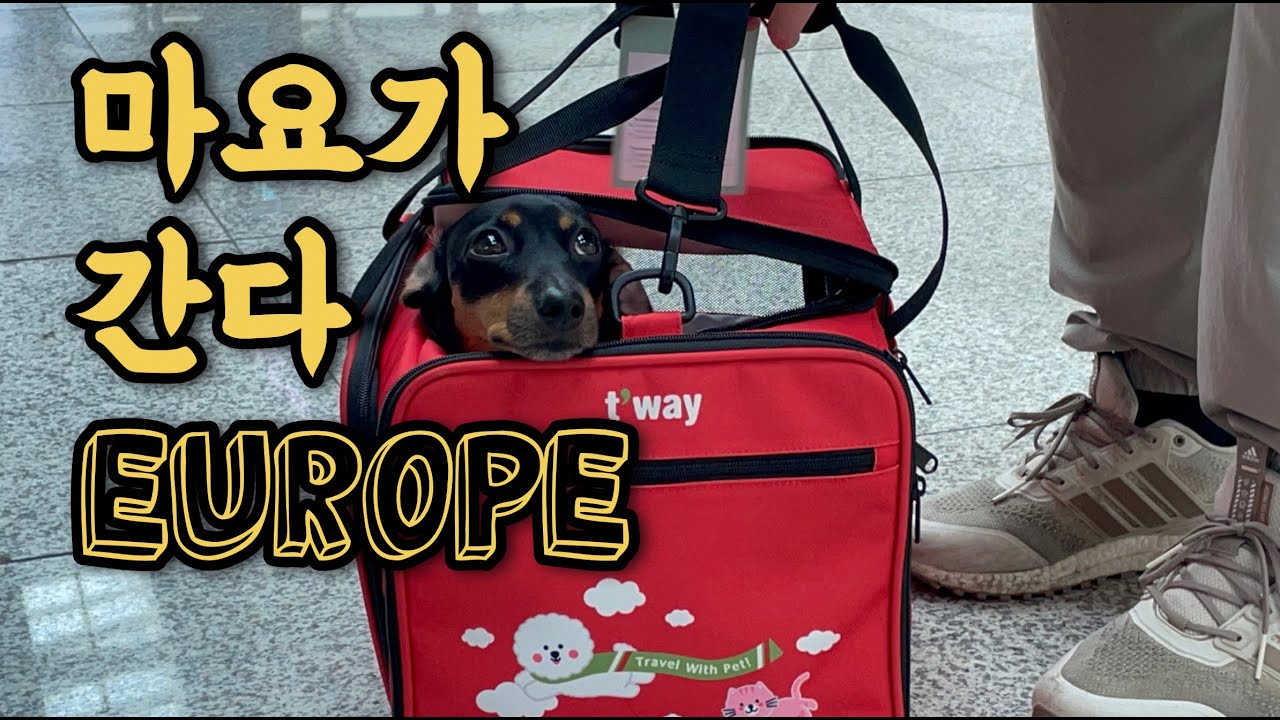 [ep 109] 마요의 유럽여행 [비행편 / 준비해야할 것들]