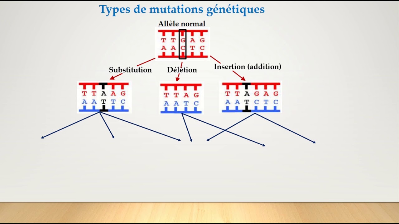 Gènes et allèles-Suite partie 1-cours-Les mutations génétiques - YouTube