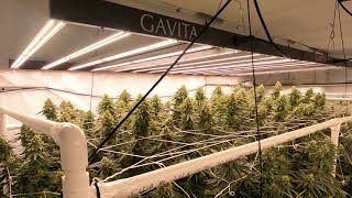 Day 46 - Crop Steering in Final Stages of Flower: Climate/irrigation changes from bulk to ripening.