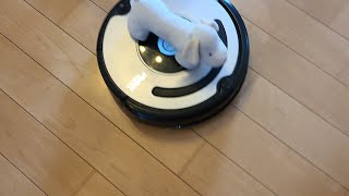 ロボット掃除機　真骨頂