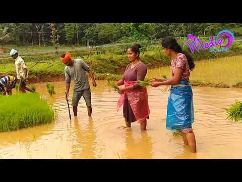 Obele le le Ilesa Ilesa Tulu album song  farmers planting karavali Paddy field