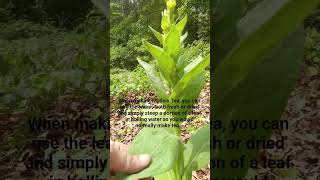 Mullein Tea! Just Waiting Out There For YOU to Enjoy! #wildedibles #medicinalplants #invasiveplant