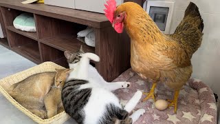 The kitten watches the hen lay eggs, and the hen and kitten sleep together.  cute animal videos