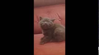 Шоколадный мишка! )) Британские котята питомника. Элитные британцы. Шоколадный мишка! )) Британские котята питомника. Элитные британцы.