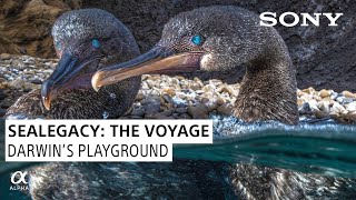 Darwin's Playground: SeaLegacy The Voyage Episode 7 | Shot on Sony screenshot 4