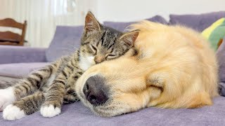 Tiny Kitten and Giant Golden Retriever Have the Sweetest Friendship