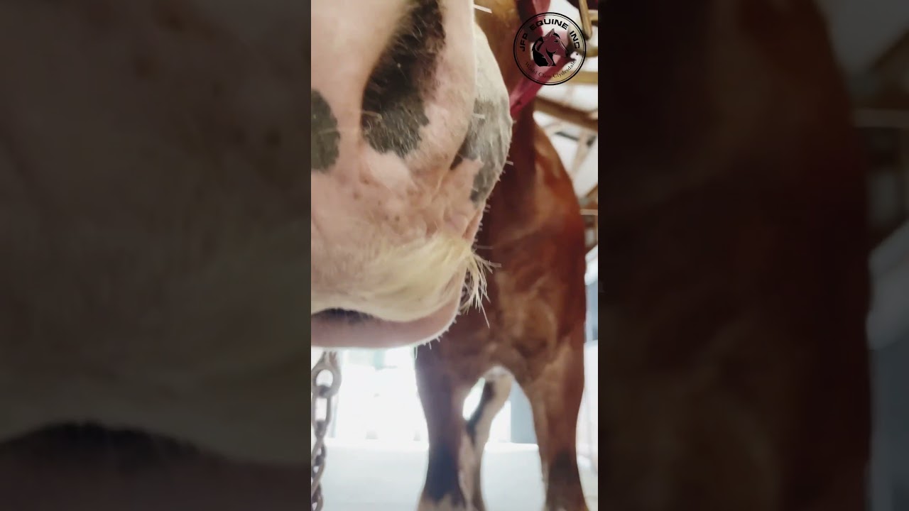 Clydesdale with a mega mustache ... yes, really! 