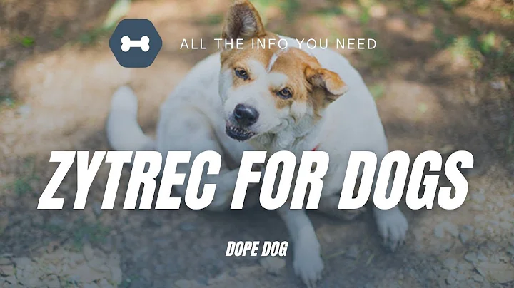 Zyrtec For Dogs With Allergies