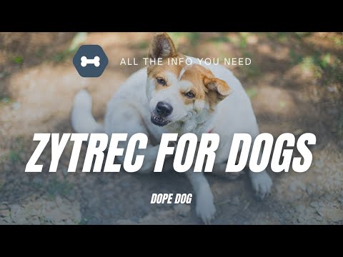 एलर्जी वाले कुत्तों के लिए Zyrtec
