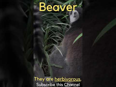 Beaver #animal #adventure