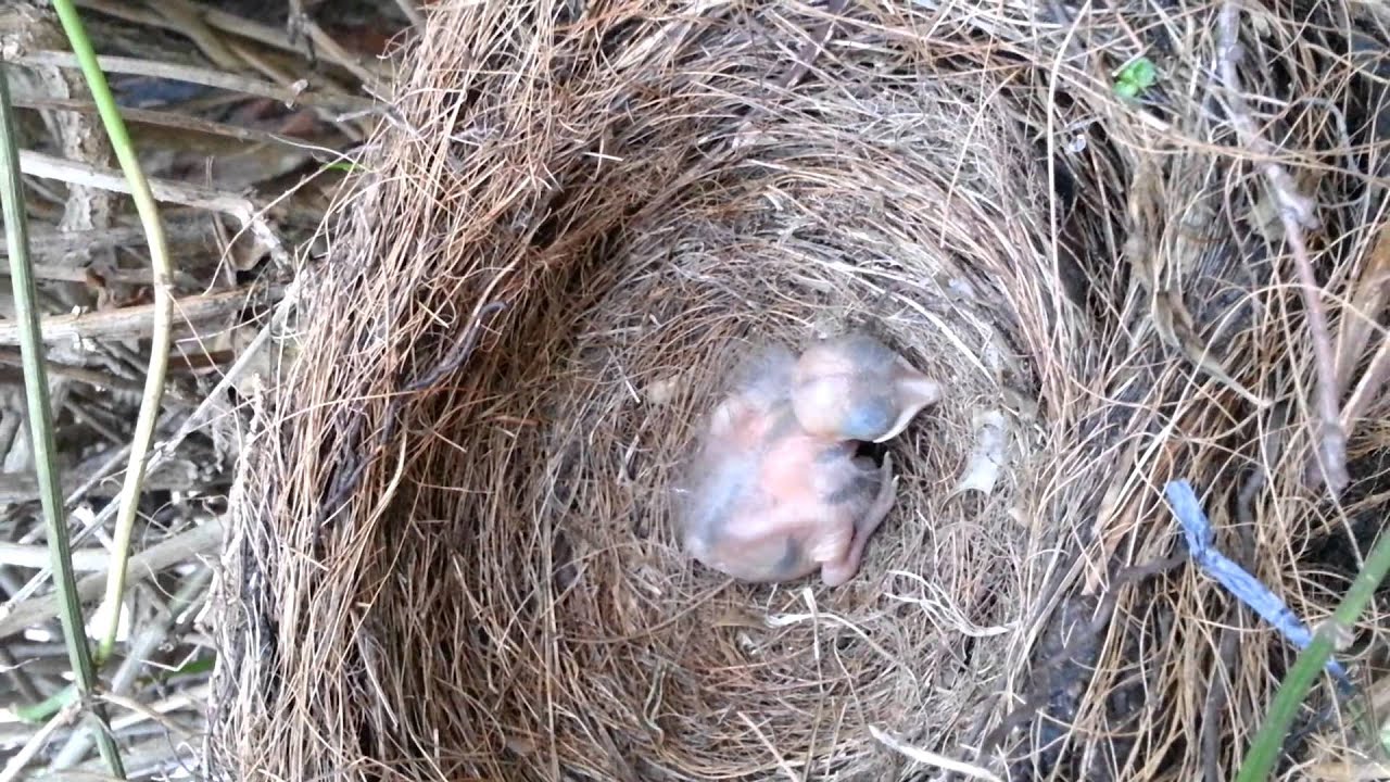 feeding baby blackbirds