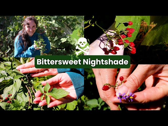 Bittersweet Nightshade - YouTube