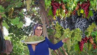 Harvesting 10 kg grape : making grape jam and juice  at home