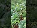 Weeds in My Cabbage Farm! #cabbage #farming #garden
