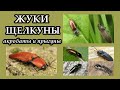 ЖУКИ-ЩЕЛКУНЫ - Акробаты и прыгуны