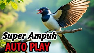 Masteran Kacer Juara Para Anggotanya, Terapi Suara Burung yang Ampuh | Memancing Cepat Gacor So