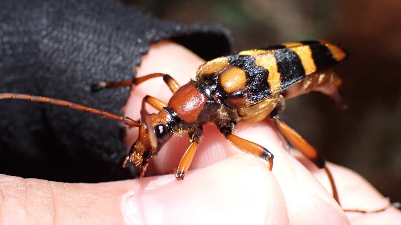This is definitely a giant hornet - YouTube