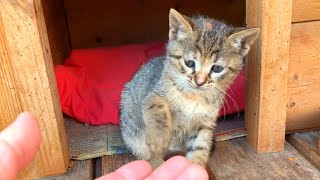 Energetic kittens play incredibly cute games screenshot 4