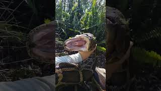 Catching Asgar Is Dengereous