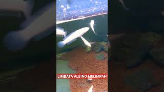 Albino Limbata 5 cm lagi lucu-lucunya