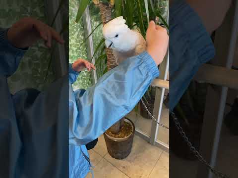 Can you get on your arm well?【Solomons cockatoo】