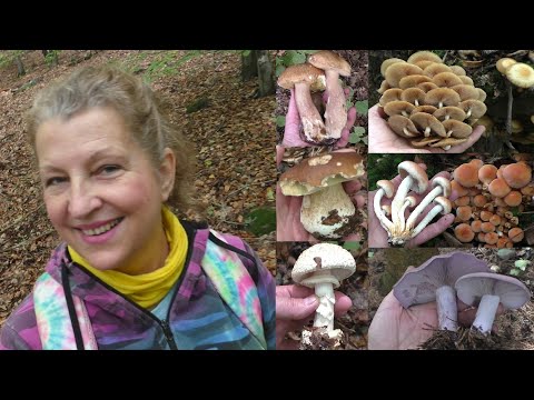 Zabloudila jsem V LESE - Našla jsem přes 10 DRUHŮ HUB! (Muchomůrky, lakovky, čirůvky, třepenitky aj)