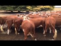 Baker Poll Hereford Cows