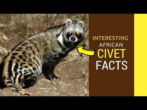 Video: Amazing Animals: African Civet