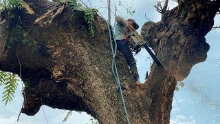 The harsh life of Indonesian lumberjacks and woodworkers‼