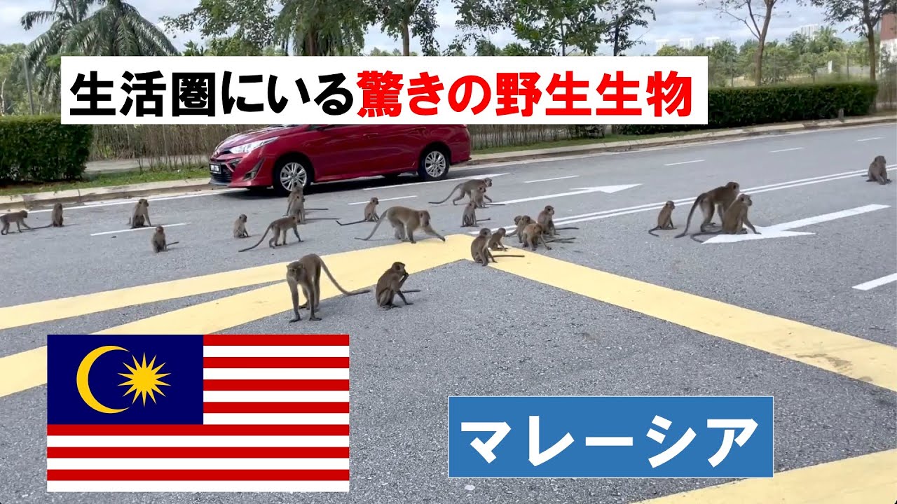 マレーシアの生活圏に現れる野生の動物たち 日本では考えられない動物も出てきます Youtube マレーシアの生活圏に現れる野生の動物たち 日本では考えられない動物も出てきます Youtube