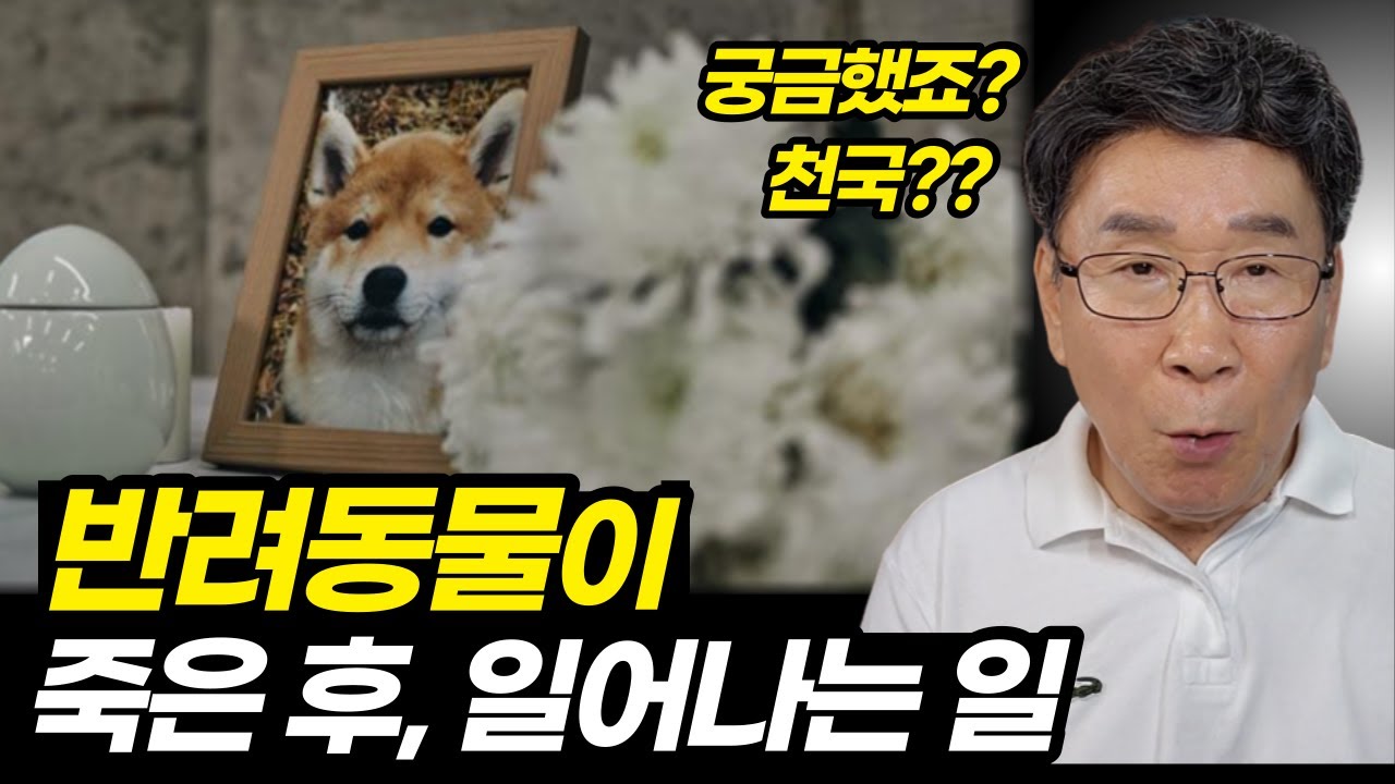반려동물의 죽음 그 이후, 비밀ㅣ동물도 천국에 가나?ㅣ그리운 분들은 꼭 보세요