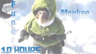 Funny Monkey - funee monkee gif [10 HOURS]