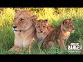 Core Marsh Lion Pride And Cubs | Maasai Mara Safari | Zebra Plains