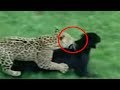 لا تفوت هذا الفيديو  ! شاهد المعارك الساحقة بين الحيوانات
