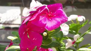 Hd Çiçek Resimleri