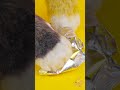 Sly Cat is Testing TikTok Hack 🤡😹 Turning foil into nails! #shorts #lifehacks #tiktok #meowsome
