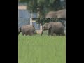 Jim Corbett Elephant 19 #elephant #shorts #ytshorts #shortsfeed #animals #jimcorbett #trending